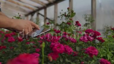 一位农民商人用<strong>手</strong>触摸玫瑰，用<strong>手指点</strong>击平板电脑屏幕。 检查